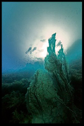 Divers at sunset. by Dray Van Beeck 